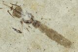 Detailed Fossil Marsh Fly with Cranefly - Cereste, France #290757-1